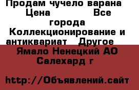 Продам чучело варана. › Цена ­ 15 000 - Все города Коллекционирование и антиквариат » Другое   . Ямало-Ненецкий АО,Салехард г.